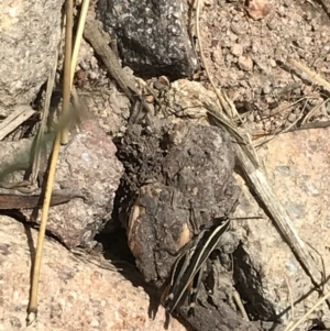 Macrotona australis at Pearce, ACT - 8 Jan 2021