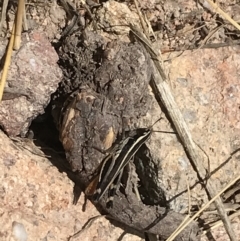 Macrotona australis at Pearce, ACT - 8 Jan 2021