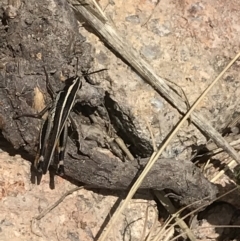 Macrotona australis at Pearce, ACT - 8 Jan 2021 01:01 PM