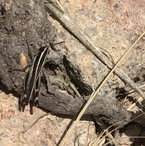 Macrotona australis at Pearce, ACT - 8 Jan 2021 01:01 PM