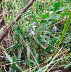 Billardiera heterophylla (Western Australian Bluebell Creeper) at O'Connor, ACT - 8 Jan 2021 by RWPurdie