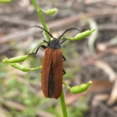 Porrostoma rhipidium (Long-nosed Lycid (Net-winged) beetle) at Mount Ainslie to Black Mountain - 8 Jan 2021 by Mike