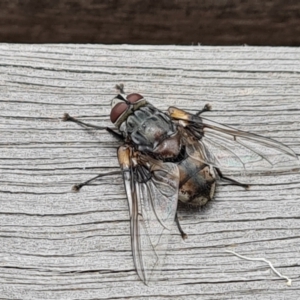 Rutilia (Donovanius) sp. (genus & subgenus) at Parkes, ACT - 8 Jan 2021