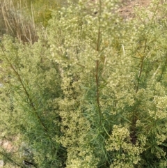 Cassinia quinquefaria (Rosemary Cassinia) at Mount Majura - 8 Jan 2021 by abread111