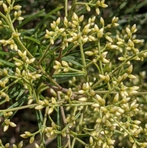 Cassinia quinquefaria at Hackett, ACT - 8 Jan 2021 03:10 PM