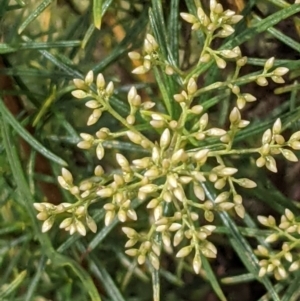 Cassinia quinquefaria at Hackett, ACT - 8 Jan 2021 03:10 PM