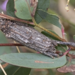 Clania ignobilis (Faggot Case Moth) at Hawker, ACT - 6 Jan 2021 by AlisonMilton