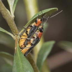 Chauliognathus tricolor (Tricolor soldier beetle) at The Pinnacle - 5 Jan 2021 by AlisonMilton