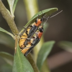 Chauliognathus tricolor (Tricolor soldier beetle) at Hawker, ACT - 5 Jan 2021 by AlisonMilton