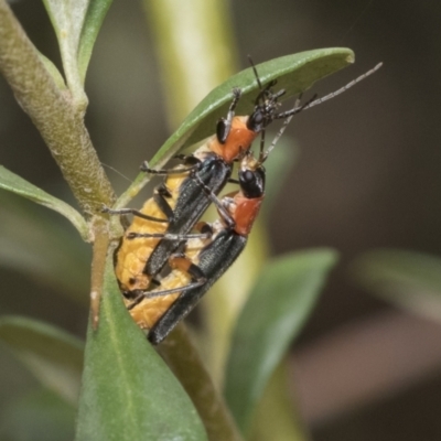 Chauliognathus tricolor (Tricolor soldier beetle) at The Pinnacle - 5 Jan 2021 by AlisonMilton