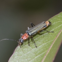 Chauliognathus tricolor at Hawker, ACT - 6 Jan 2021