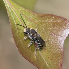 Lipotriches (Austronomia) australica at Hawker, ACT - 6 Jan 2021 by AlisonMilton