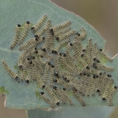 Uraba lugens (Gumleaf Skeletonizer) at Hawker, ACT - 5 Jan 2021 by AlisonMilton