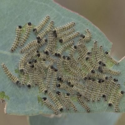 Uraba lugens (Gumleaf Skeletonizer) at Hawker, ACT - 6 Jan 2021 by AlisonMilton