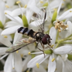 Syrphini (tribe) (Unidentified syrphine hover fly) at Hawker, ACT - 6 Jan 2021 by AlisonMilton