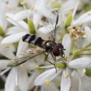 Syrphini sp. (tribe) at Hawker, ACT - 6 Jan 2021