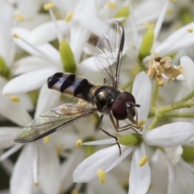 Syrphini (tribe) (Unidentified syrphine hover fly) at Hawker, ACT - 6 Jan 2021 by AlisonMilton