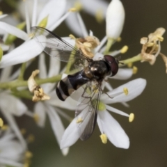 Syrphini sp. (tribe) at Hawker, ACT - 6 Jan 2021