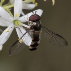 Syrphini sp. (tribe) at Hawker, ACT - 6 Jan 2021