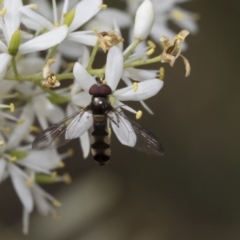 Syrphini sp. (tribe) at Hawker, ACT - 6 Jan 2021