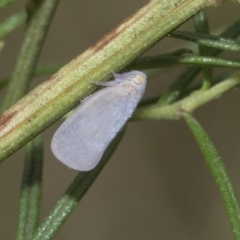 Anzora unicolor (Grey Planthopper) at Hawker, ACT - 6 Jan 2021 by AlisonMilton