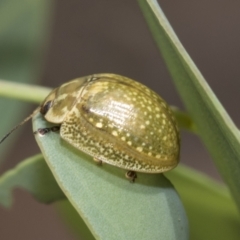 Paropsisterna cloelia (Eucalyptus variegated beetle) at Hawker, ACT - 6 Jan 2021 by AlisonMilton