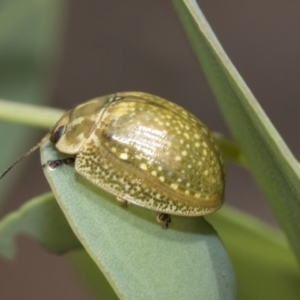 Paropsisterna cloelia at Hawker, ACT - 6 Jan 2021