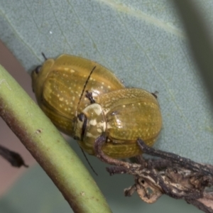 Paropsisterna cloelia at Hawker, ACT - 6 Jan 2021