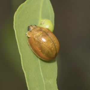 Paropsisterna cloelia at Hawker, ACT - 6 Jan 2021