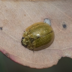 Paropsisterna cloelia at Hawker, ACT - 6 Jan 2021 10:31 AM