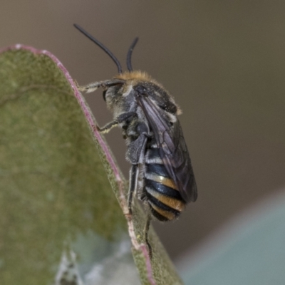 Lipotriches (Austronomia) australica at Hawker, ACT - 5 Jan 2021 by AlisonMilton