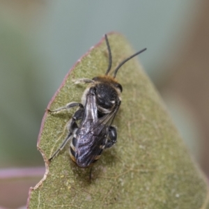 Lipotriches (Austronomia) australica at Hawker, ACT - 6 Jan 2021