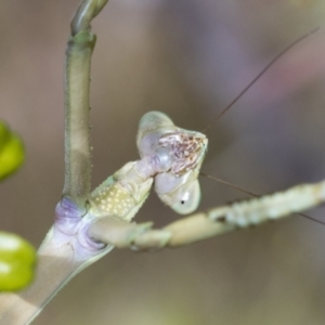 Archimantis latistyla at Hawker, ACT - 6 Jan 2021 10:20 AM