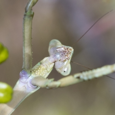 Archimantis latistyla (Stick Mantis, Large Brown Mantis) at The Pinnacle - 5 Jan 2021 by AlisonMilton