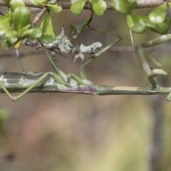 Archimantis latistyla at Hawker, ACT - 6 Jan 2021