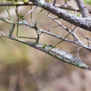 Archimantis latistyla at Hawker, ACT - 6 Jan 2021