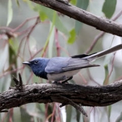 Myiagra rubecula (Leaden Flycatcher) at Hawker, ACT - 5 Jan 2021 by Alison Milton