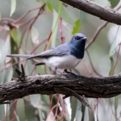 Myiagra rubecula at Hawker, ACT - 6 Jan 2021