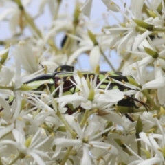 Eupoecila australasiae (Fiddler Beetle) at The Pinnacle - 6 Jan 2021 by AlisonMilton