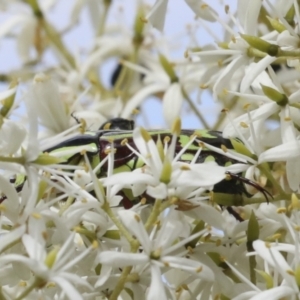 Eupoecila australasiae at Hawker, ACT - 6 Jan 2021