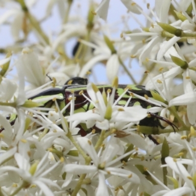 Eupoecila australasiae (Fiddler Beetle) at The Pinnacle - 5 Jan 2021 by AlisonMilton