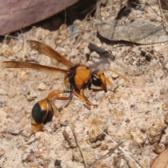 Delta bicinctum (Potter wasp) at Hawker, ACT - 6 Jan 2021 by AlisonMilton