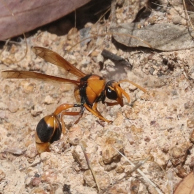 Delta bicinctum (Potter wasp) at The Pinnacle - 5 Jan 2021 by AlisonMilton