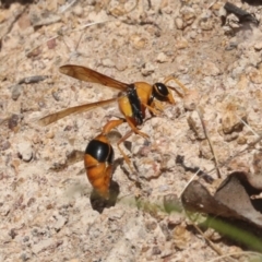 Delta bicinctum at Hawker, ACT - 6 Jan 2021