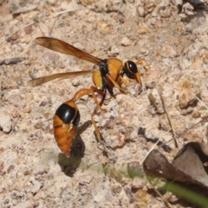 Delta bicinctum at Hawker, ACT - 6 Jan 2021