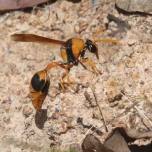 Delta bicinctum at Hawker, ACT - 6 Jan 2021