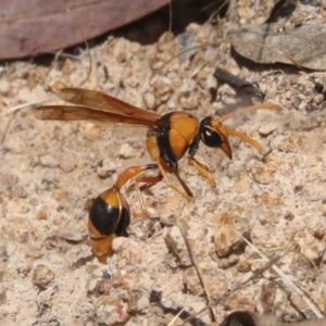 Delta bicinctum at Hawker, ACT - 6 Jan 2021