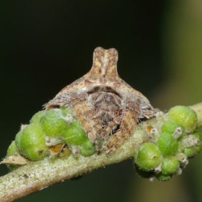 Dolophones turrigera (Turret spider) at ANBG - 8 Jan 2021 by TimL