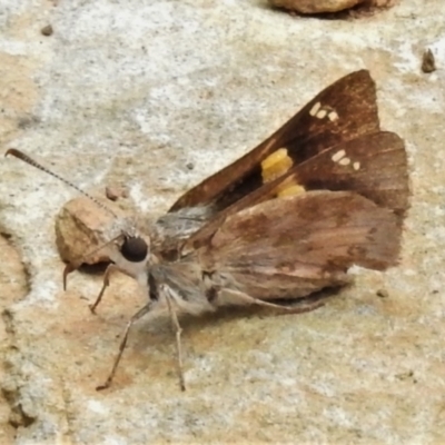 Trapezites phigalioides (Montane Ochre) at Paddys River, ACT - 8 Jan 2021 by JohnBundock