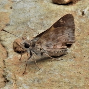 Trapezites phigalioides at Paddys River, ACT - 8 Jan 2021 03:03 PM